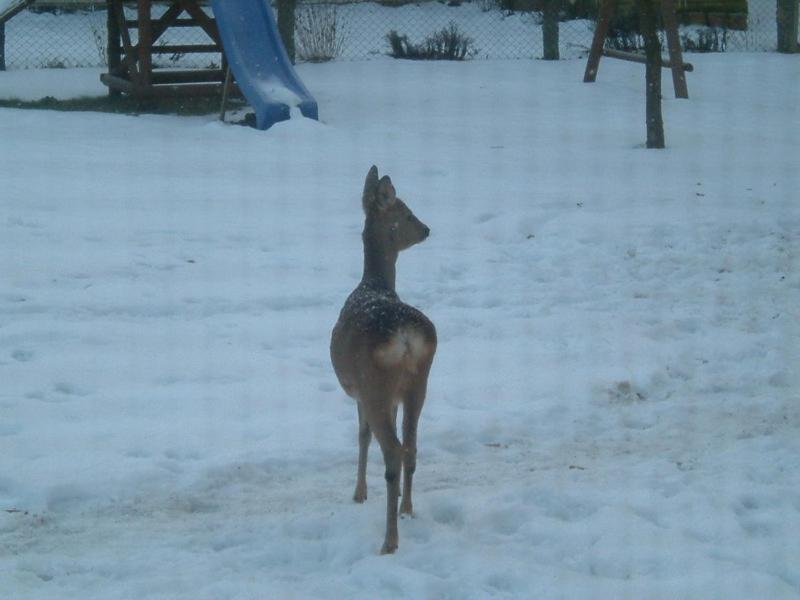 Ostseewald Rostock